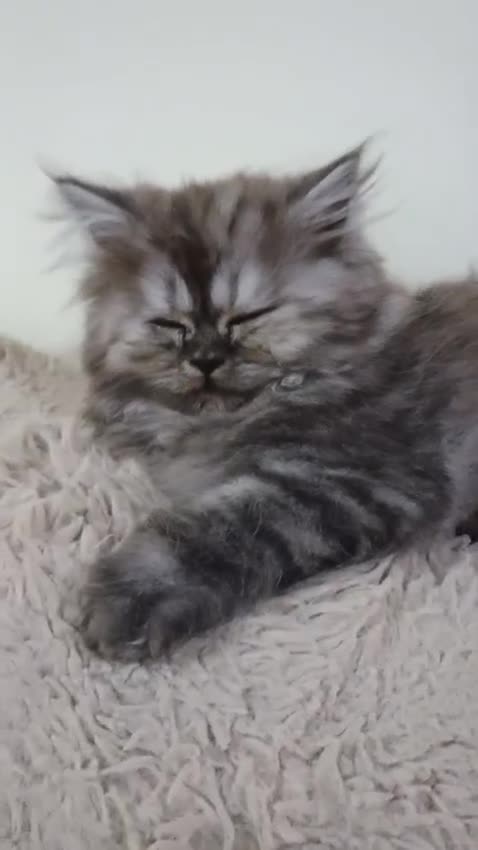 Persian cats for sale: Grey Persian Female Kitten  - Video 2