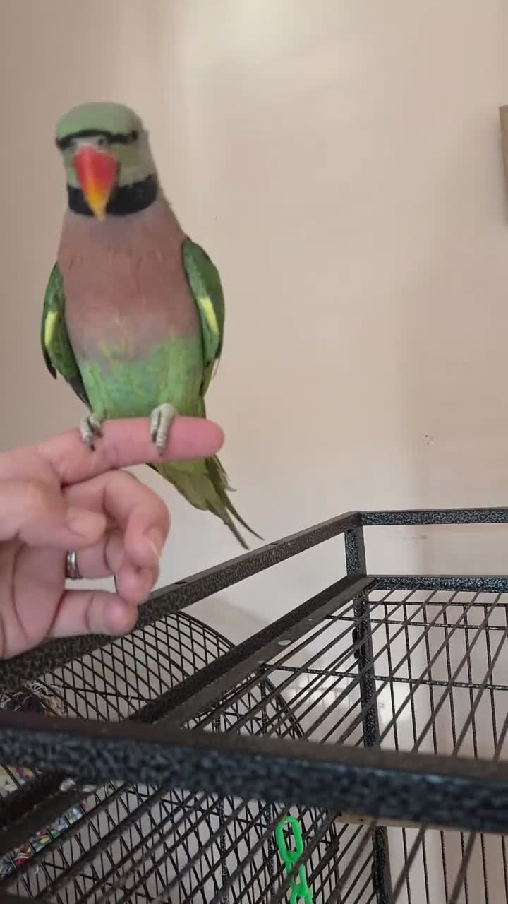 Parrots birds for sale: Beautiful male moustache parrot - Video 1