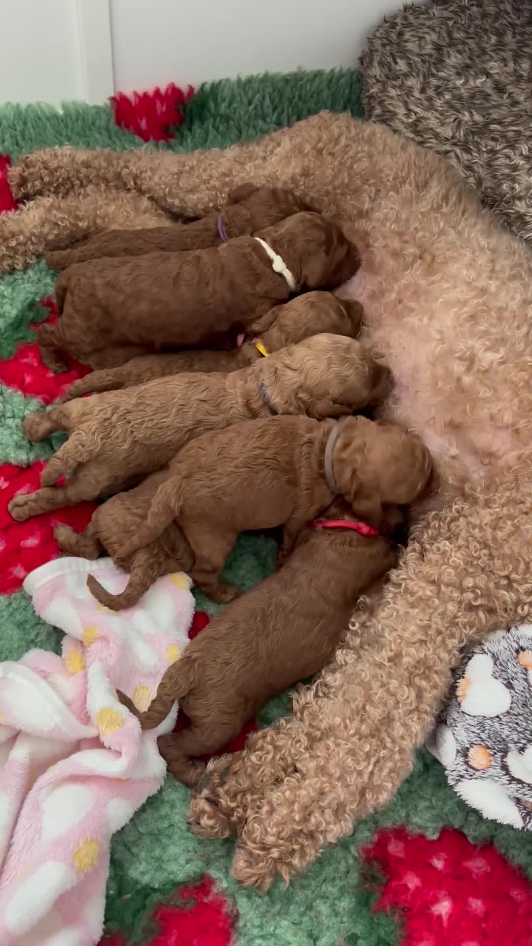 Cavapoo dogs for sale: F1b Cavapoo - Video 1