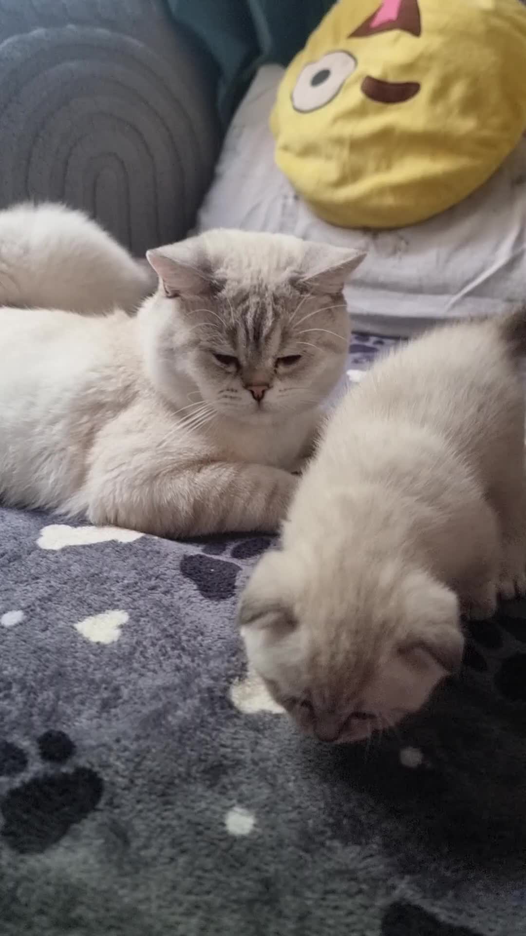 Scottish Fold cats for sale: Scottish Straight and Scottish Fold  - Video 3