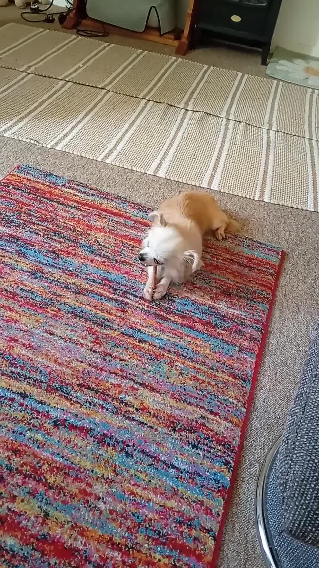 Chihuahua dogs for sale: Chihuahua for sale - Video 1