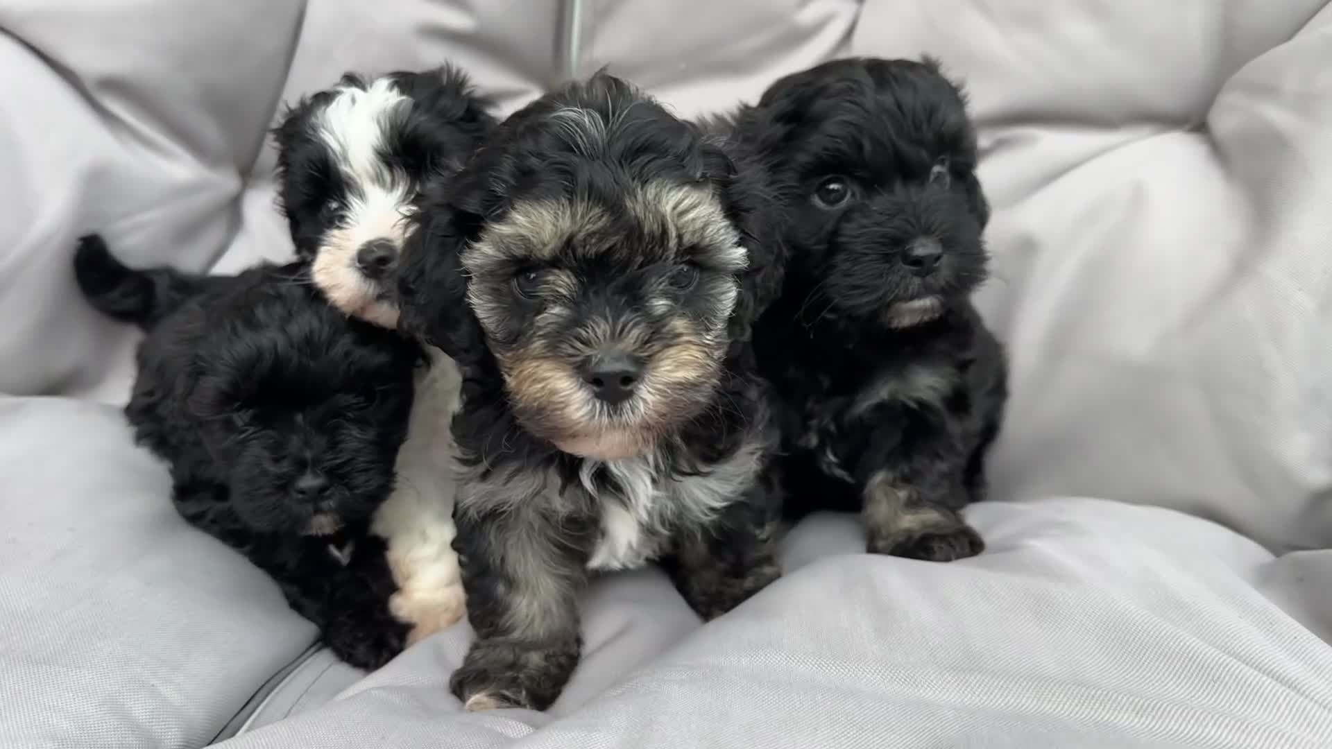 Yorkiepoo dogs for sale: Beautiful puppies  - Video 1
