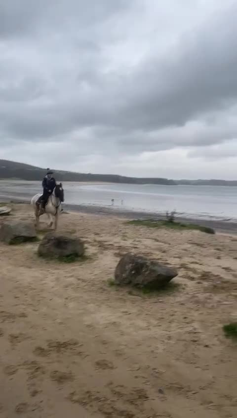 Welsh Section D horses for sale: Blue roan cob - Video 1