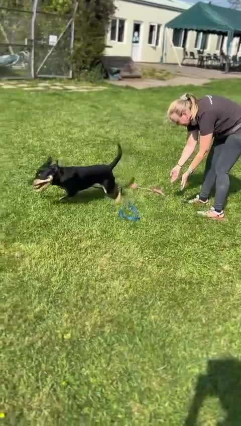 Mixed Breed dogs for adoption: Miss Maddy - 999 days in kennels 💔💔💔 in Caldicot - Video 3