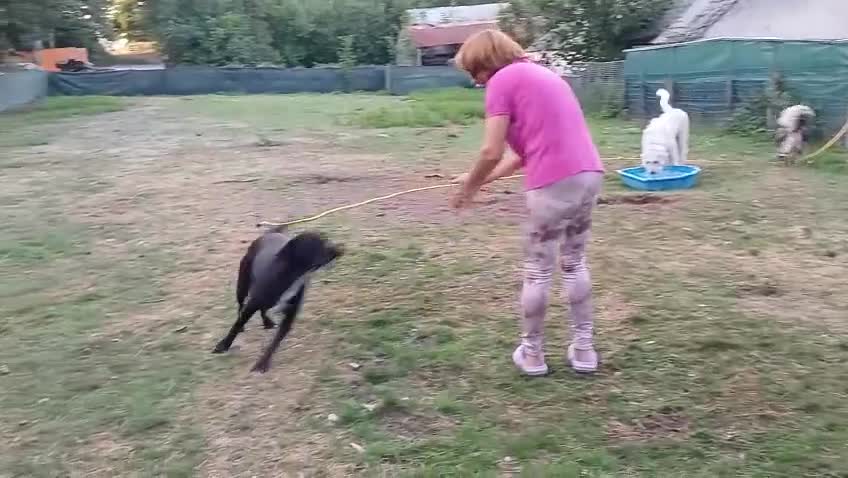 Mixed Breed dogs for adoption: SHEAMUS-a sensitive Soul for the right Human Match - Video 3