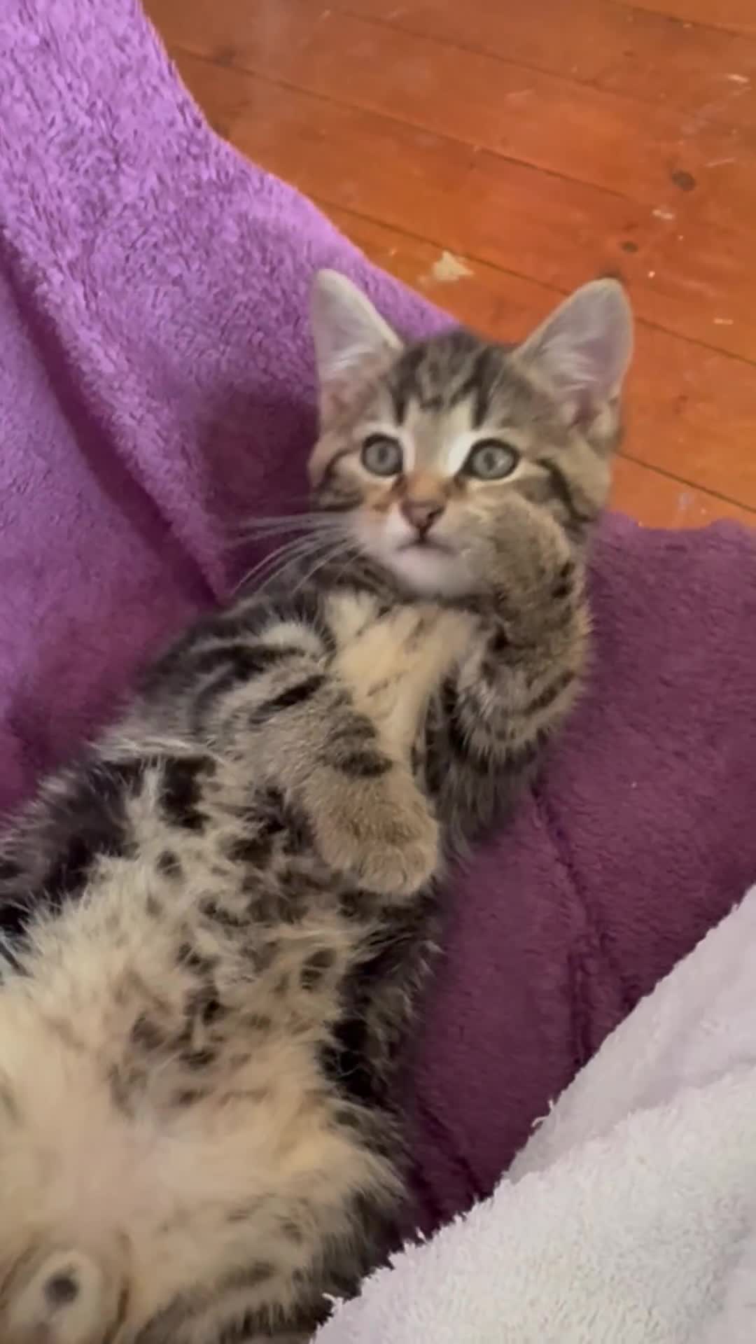 Domestic Shorthair cats for sale: Kitten for sale  - Video 1