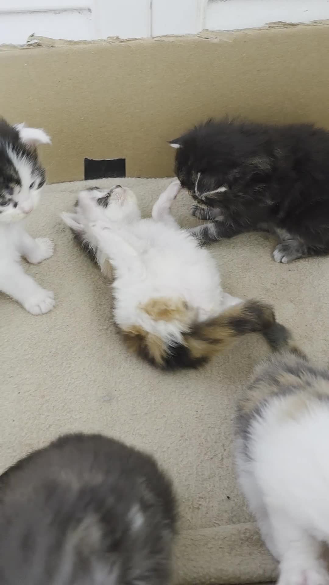Maine Coon cats for sale: TICA REGISTERED STUNNING MAINE COON KITTENS  in Blackpool - Video 2