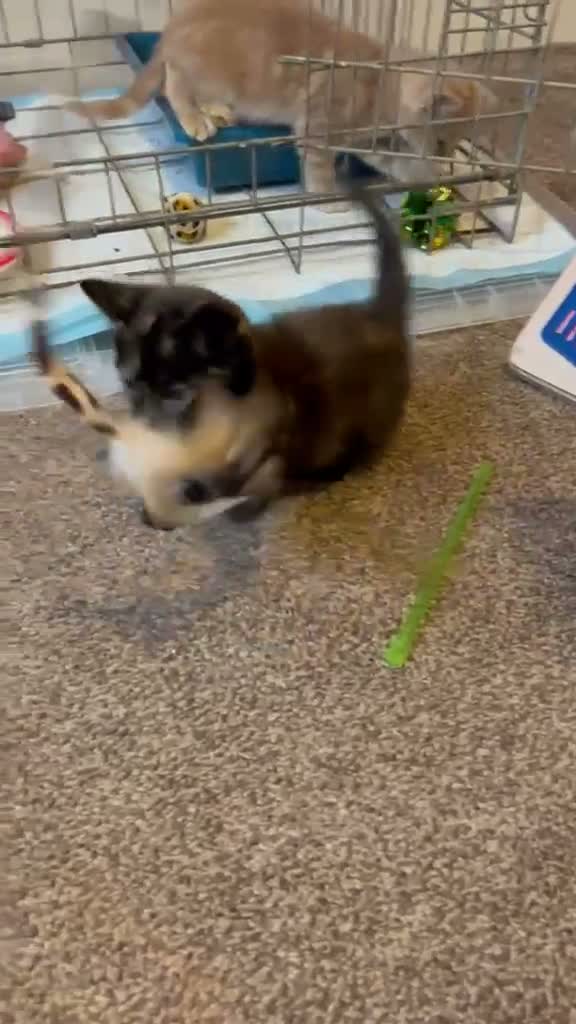 Mixed Breed cats for sale: Fantastic Farm Kittens  - Video 1