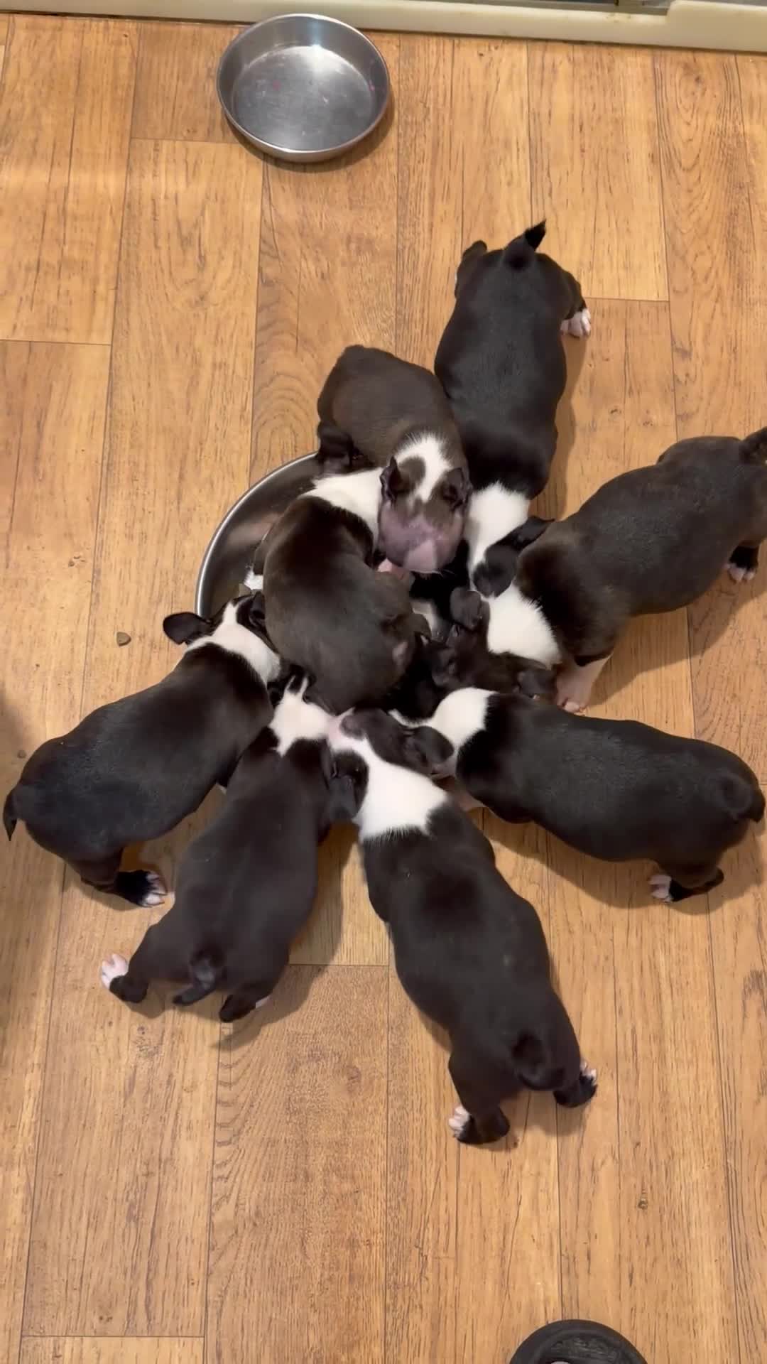 Boston Terrier dogs for sale: Lovely litter of Boston Babies - Video 1