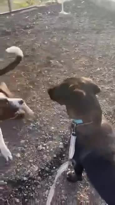 Mixed Breed dogs for adoption: Cherry urgently needs a foster or adoption  - Video 3