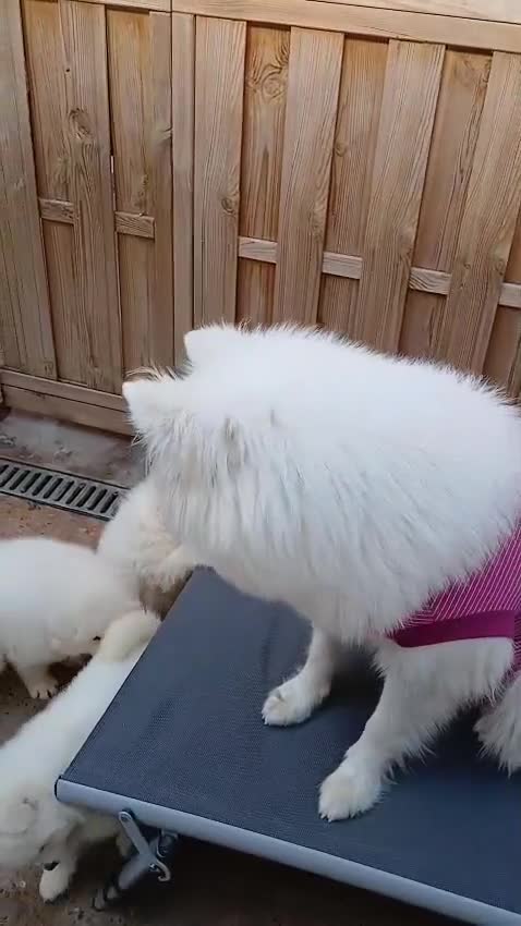 Samoyed dogs for sale: Samoyed puppies looking for the new loving  home - Video 1