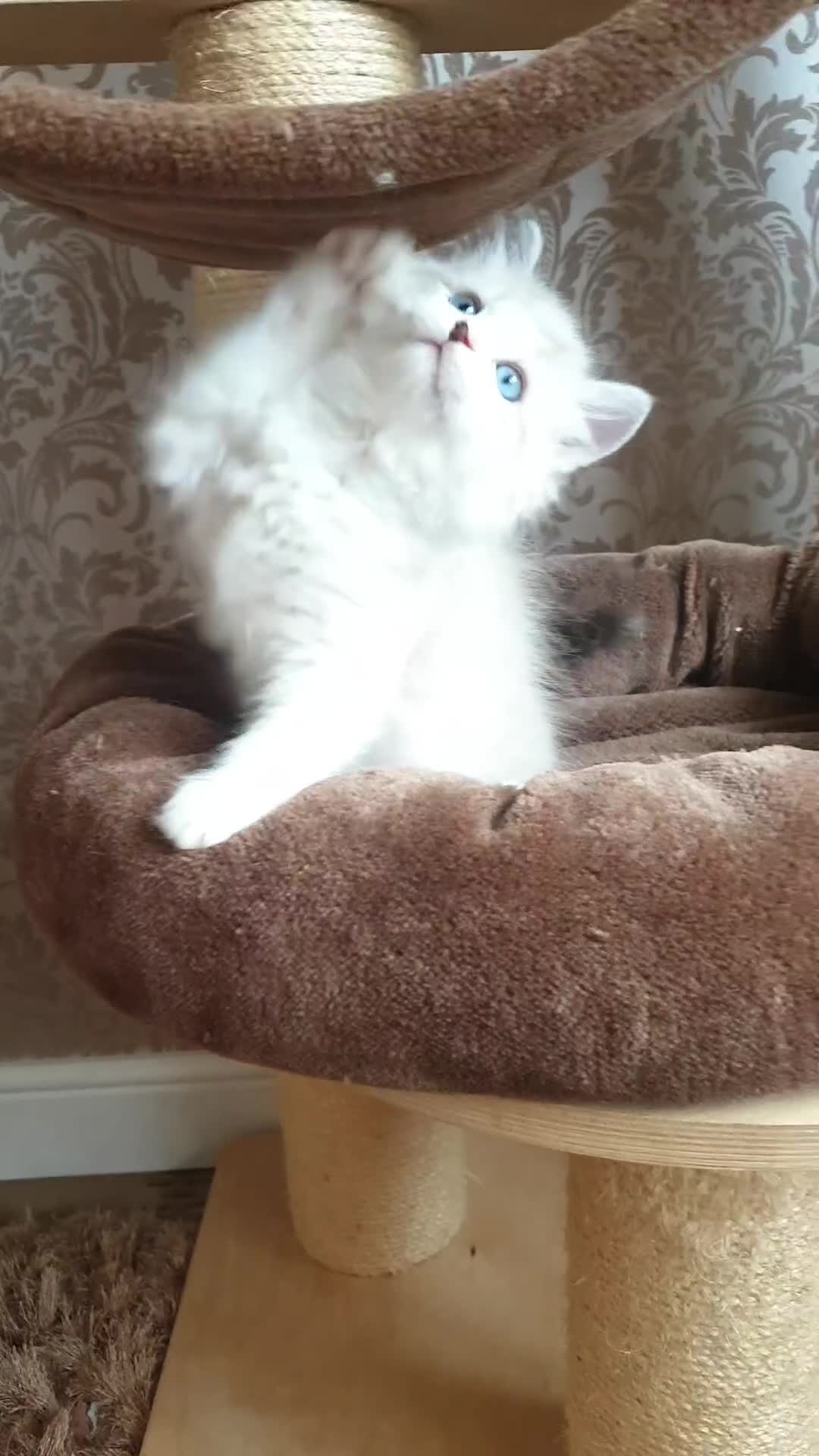 Ragdoll cats for sale: Last beautiful Snowleopard boy available  - Video 1