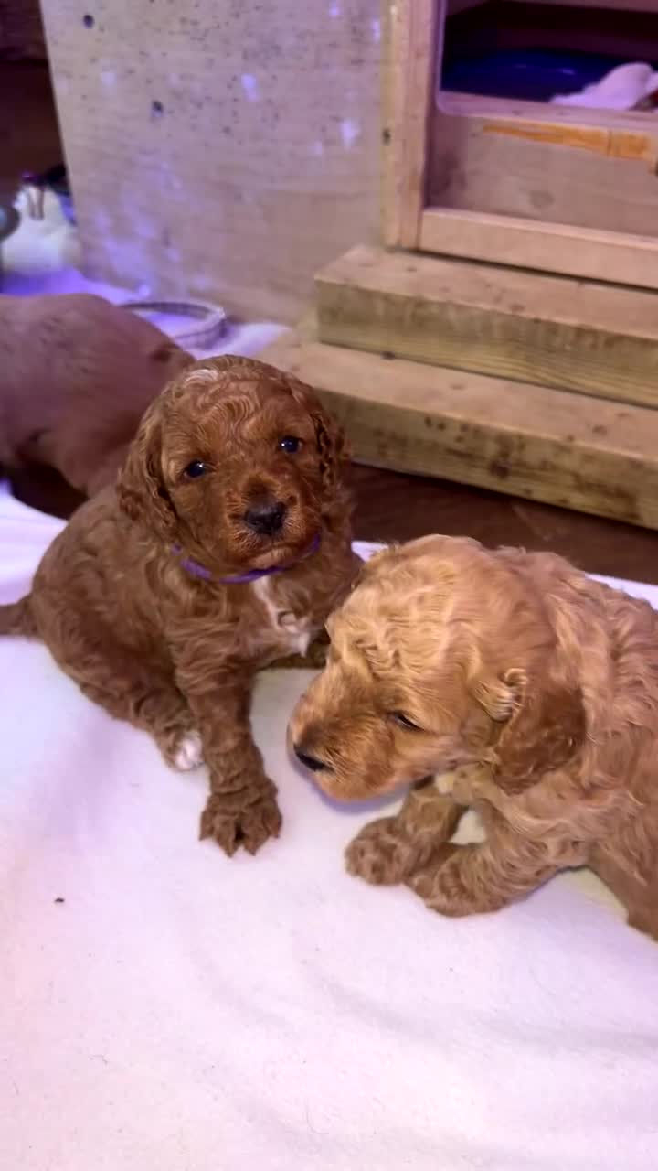 Cockapoo dogs for sale: Beautiful F1B cockapoo puppy’s in Bristol - Video 1