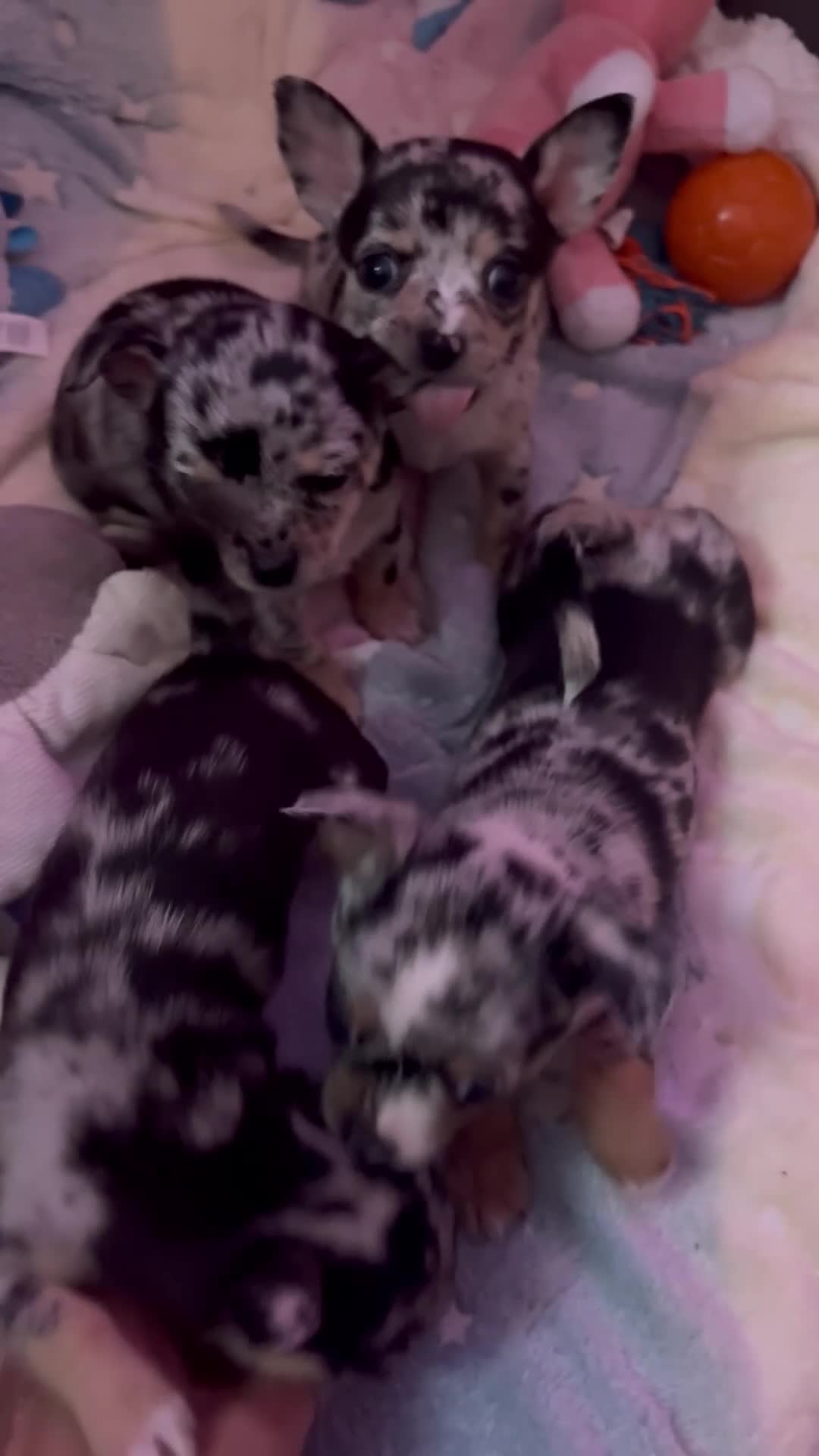 Chihuahua dogs for sale: Beautiful Merle Chihuahua Puppies 🐶  - Video 2