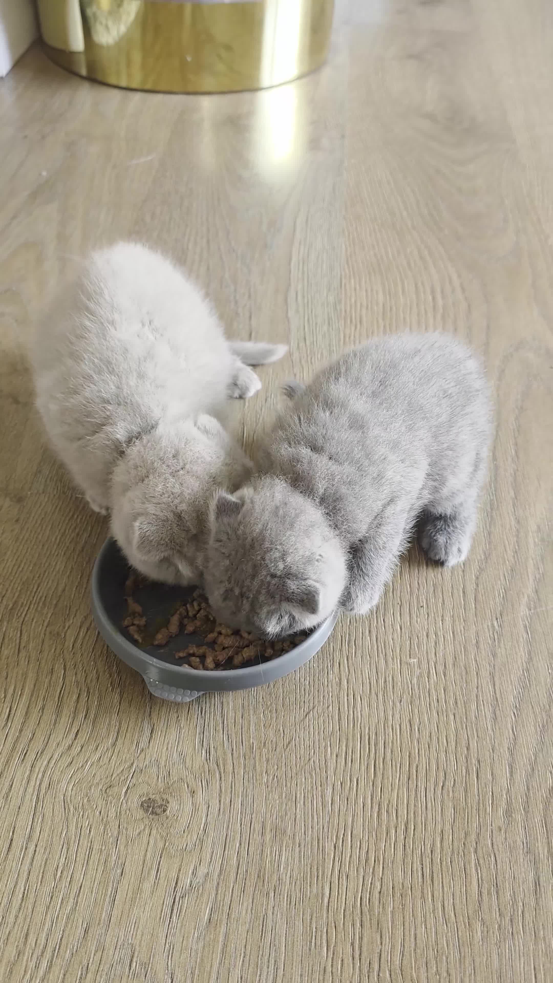 Scottish Fold cats for sale: 4 Scottish Fold kittens looking for new homes - Video 2