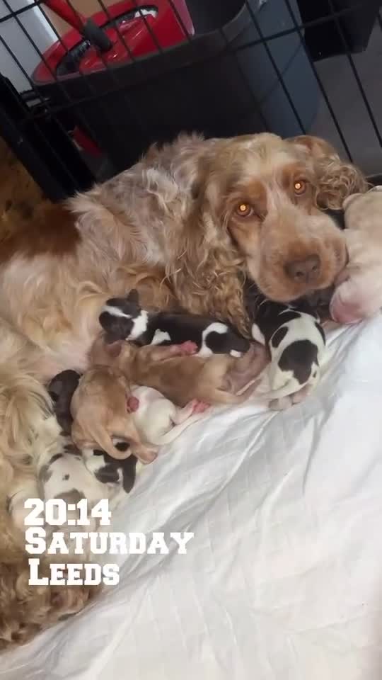 Cocker Spaniel dogs for sale: Show type cocker spaniels  - Video 1