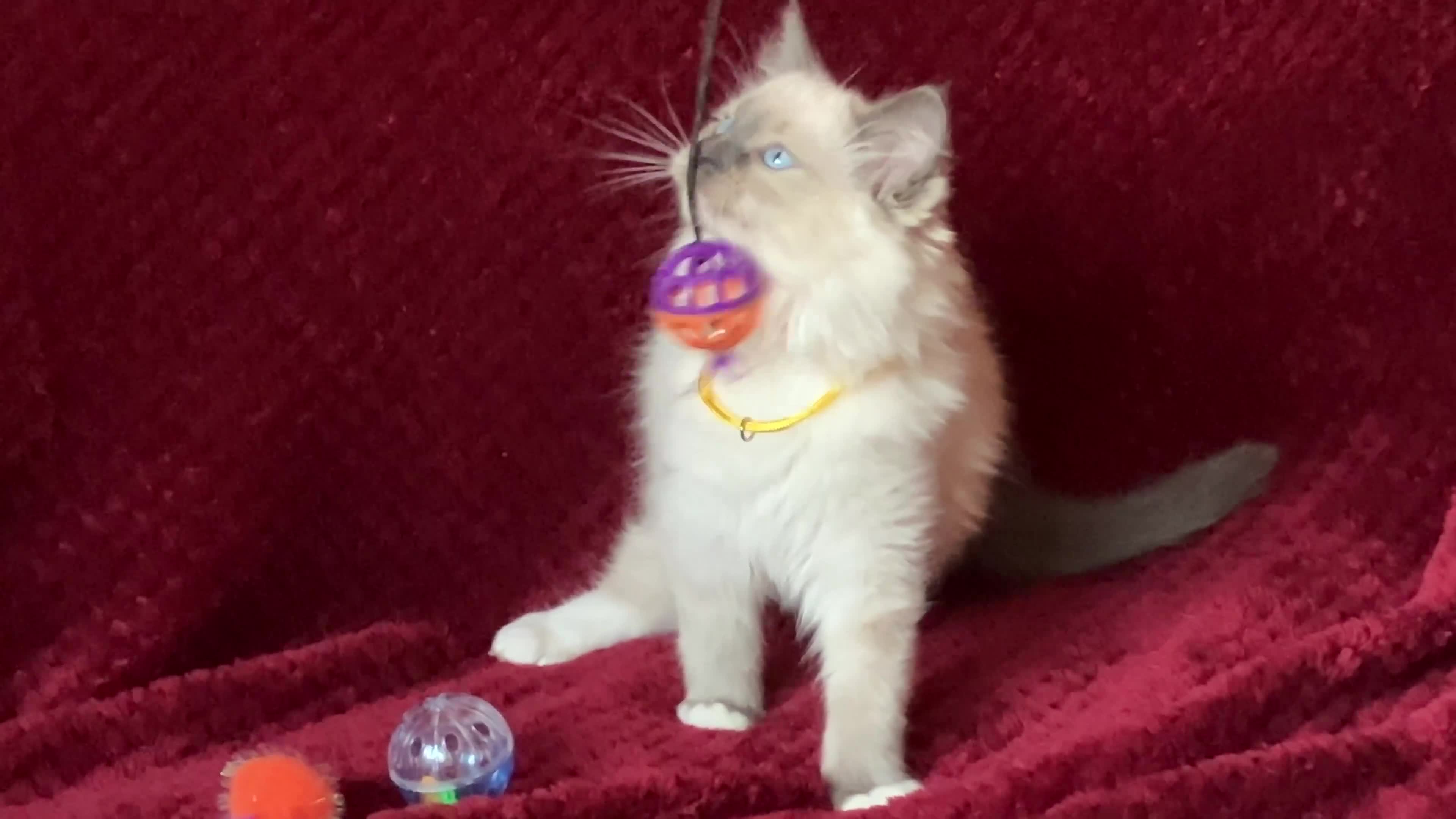 Ragdoll cats for sale: ChampionBloodline 5GENpedigree BSH GCCFreg.parents - Video 1