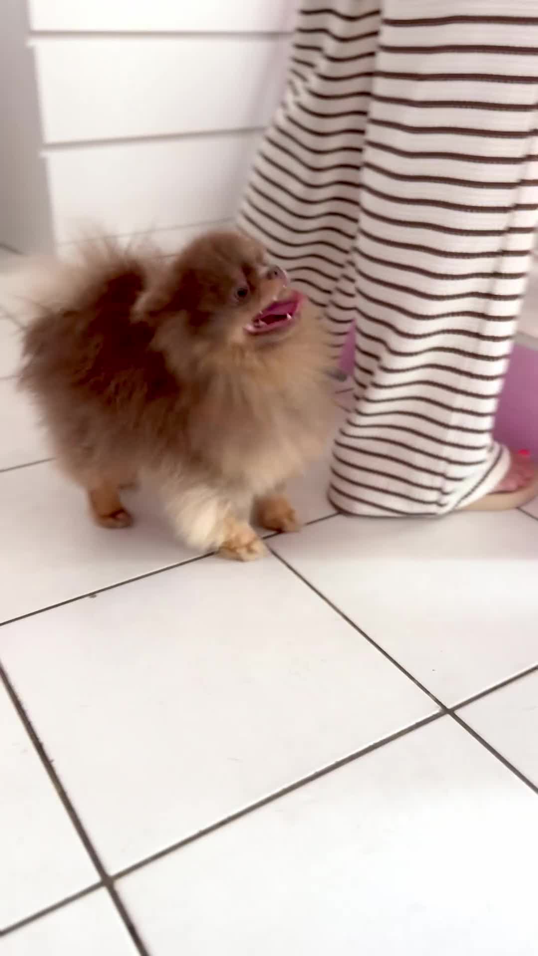 Pomeranian dogs for stud: TINY DNA Tested KC Reg Lilac & Tan Stud  - Video 1
