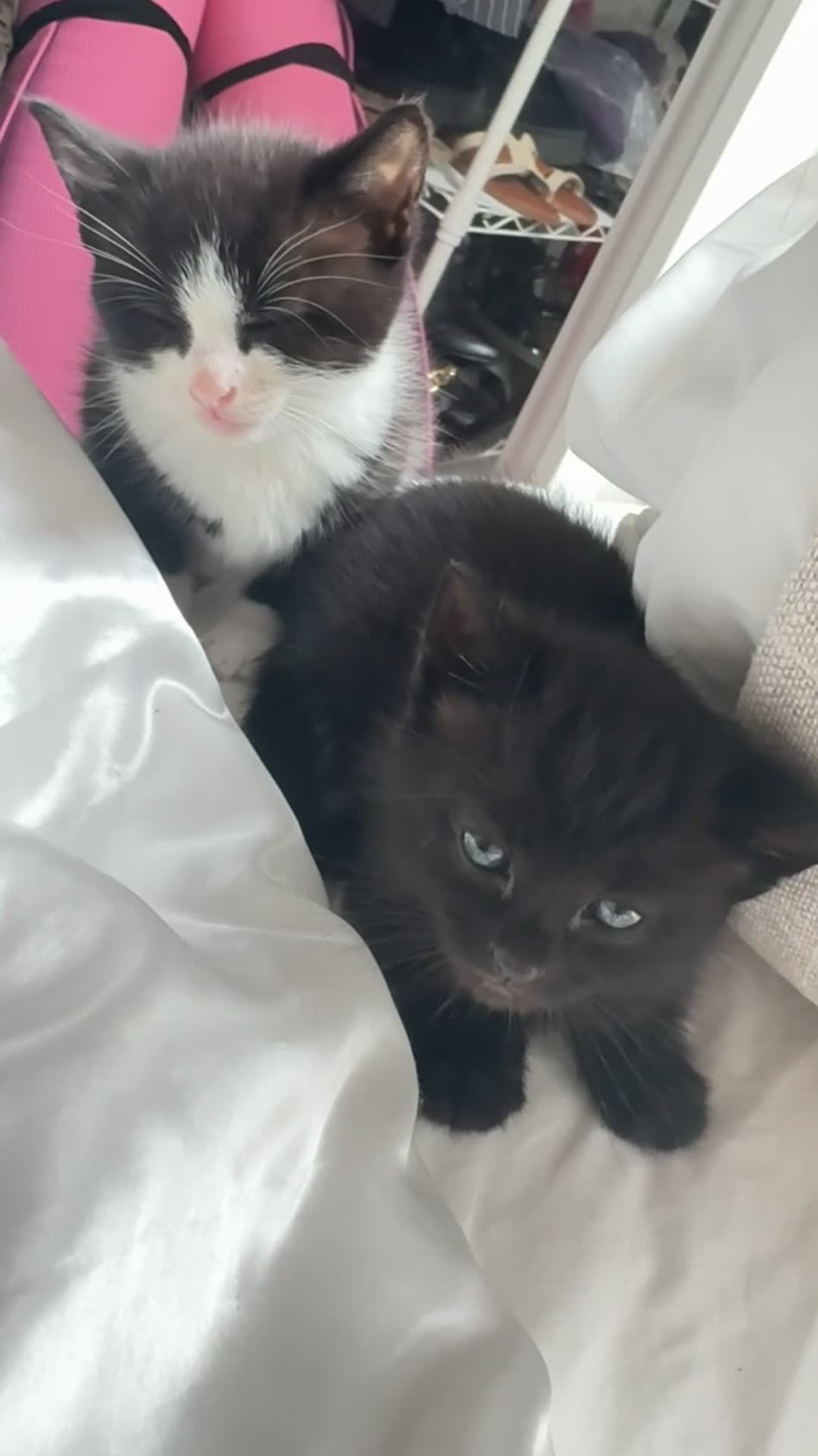 Mixed Breed cats for sale: Adorable Black Kitten  - Video 1