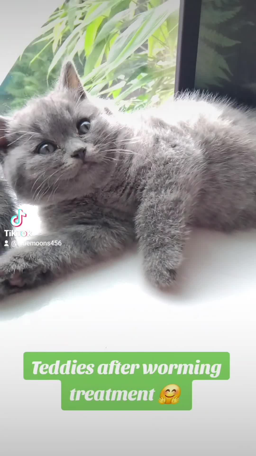 British Shorthair cats for sale: ***ALL RESERVED***BritishShorthair x Russian Blue  - Video 2
