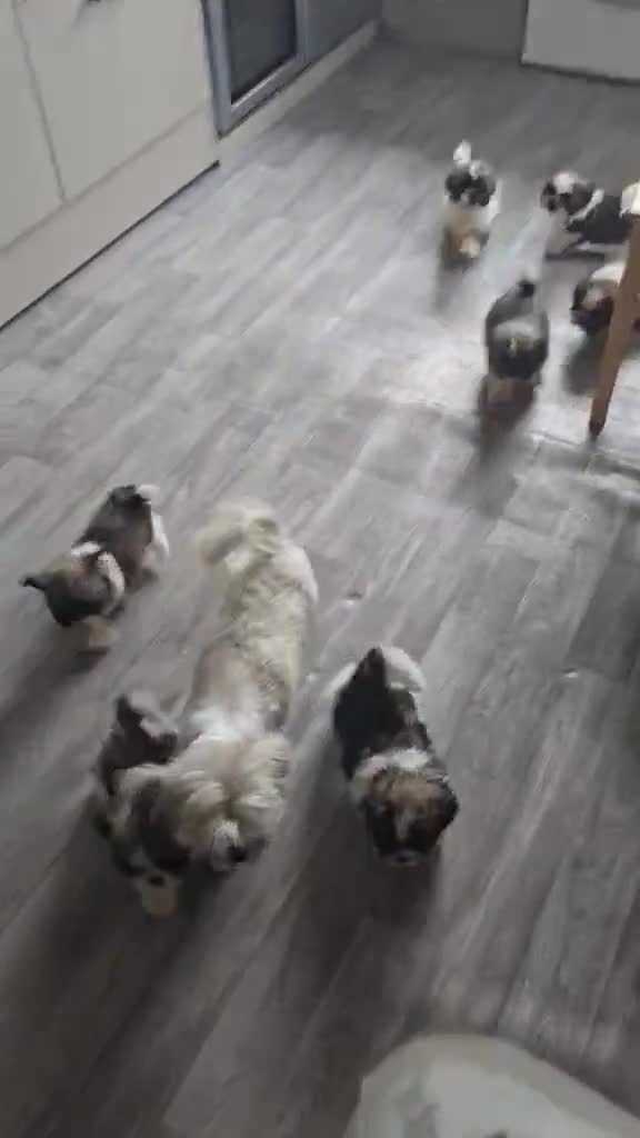 Shih Tzu dogs for sale: Shihtzu - Video 1