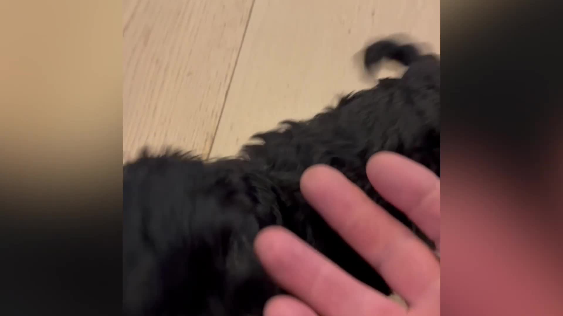 Cavapoo dogs for sale: Cavapoo puppy’s  - Video 1