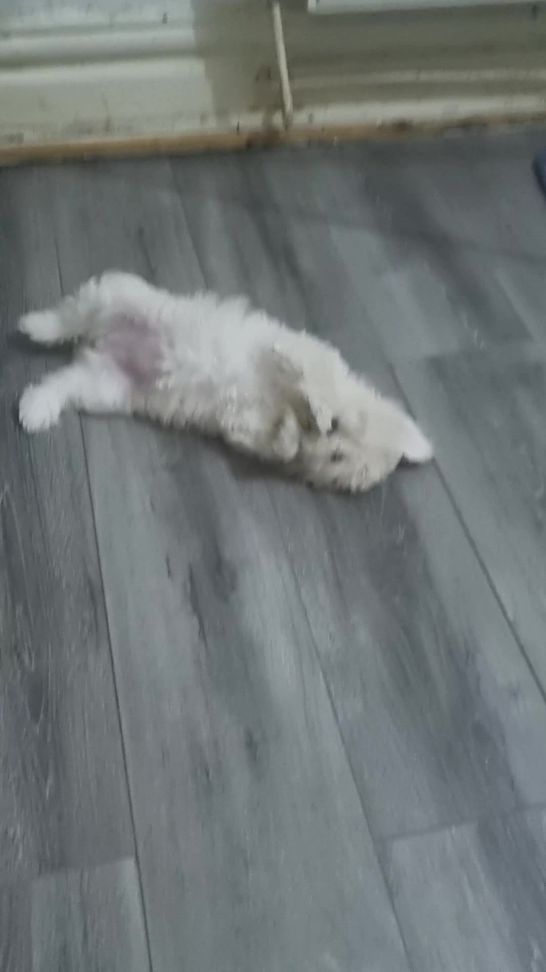 Maltese dogs for sale: Little Mia looking for forever home  - Video 2