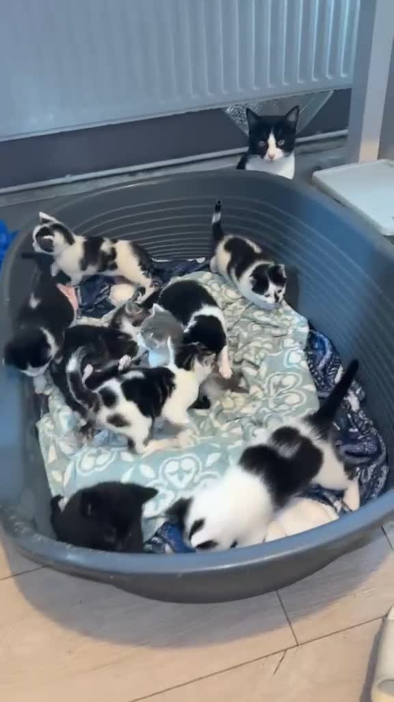 Mixed Breed cats for sale: Beautiful kittens looking for forever homes - Video 1