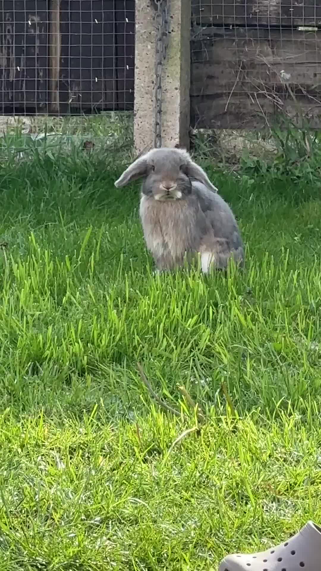 Dwarf Lop rabbits for sale: Male 8 month old rabbit  - Video 2