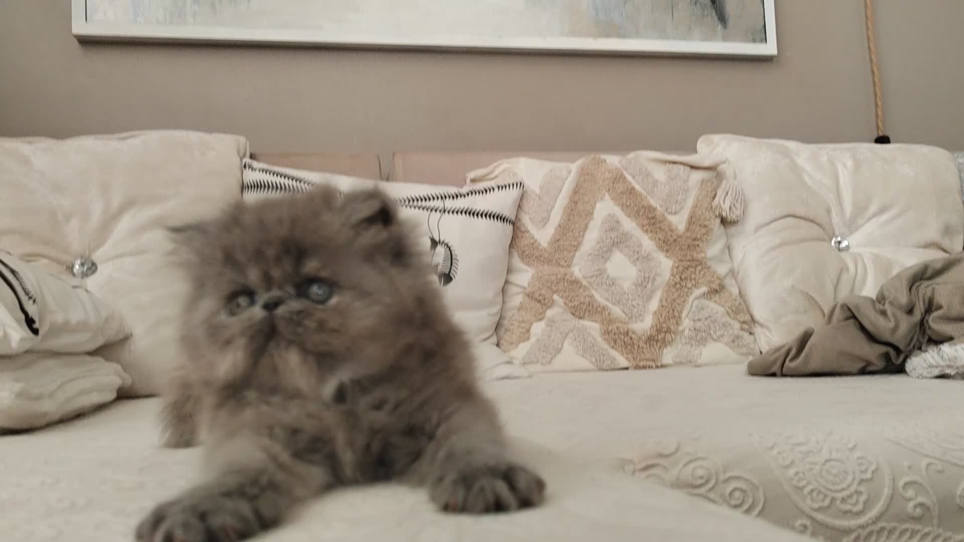 Persian cats for sale: Pure Persian Exotic Kittens/ last one girl  - Video 1