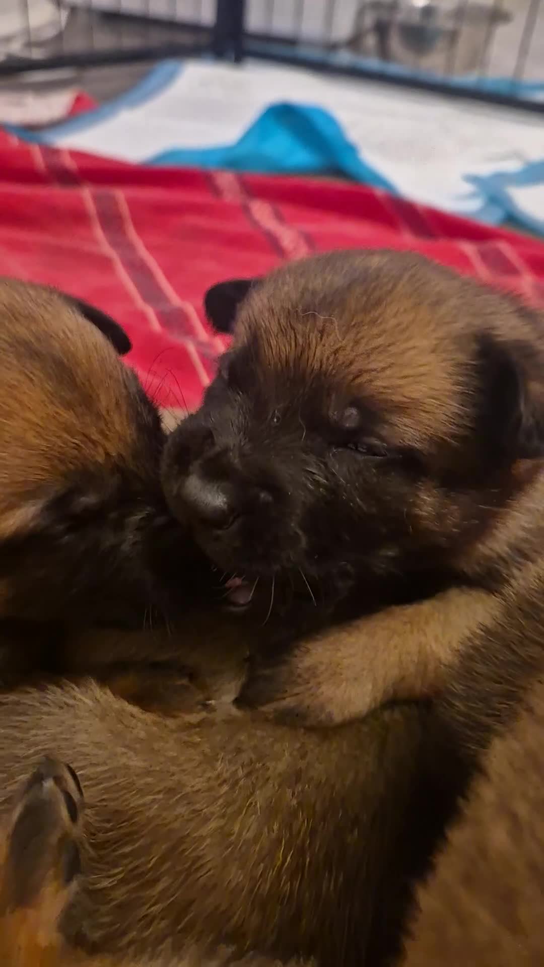 Belgian Shepherd Dog dogs for sale: KC Registered Belgian Malinois - Video 4