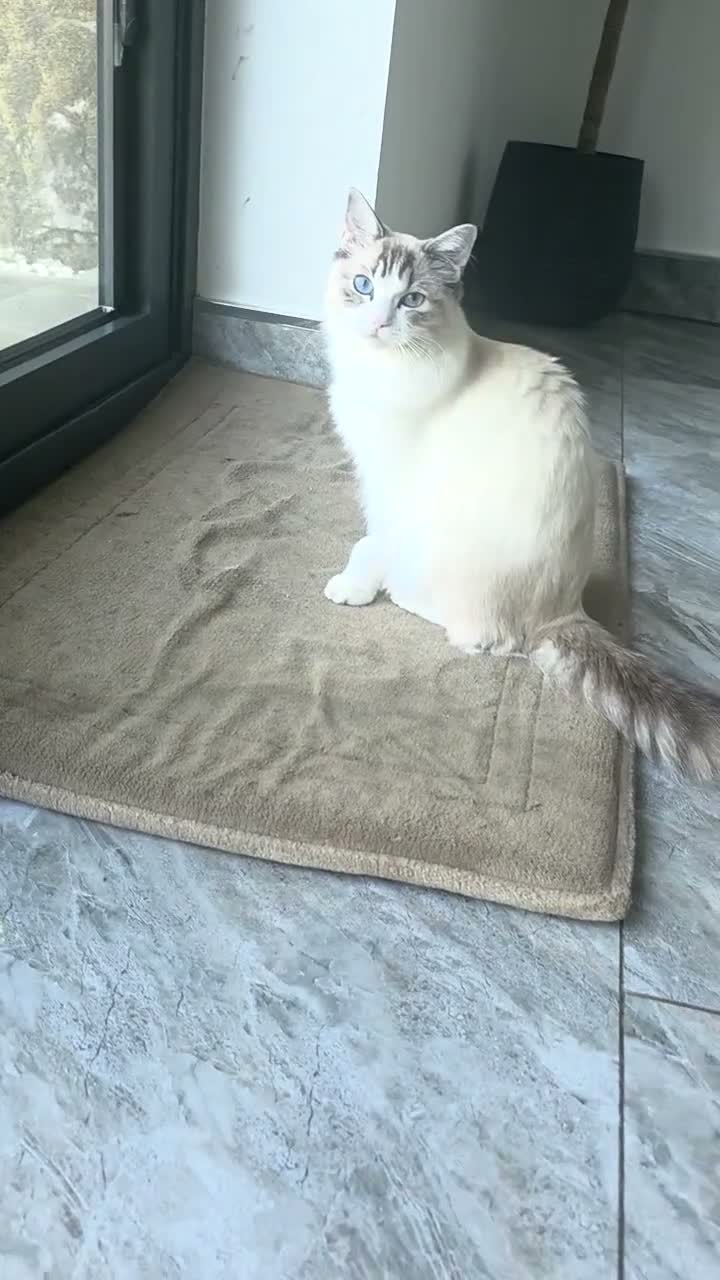 Ragdoll cats for sale: 🐾 Beautiful 7-Month-Old Ragdoll Cat for  Sale 🐾 in Luton - Video 1