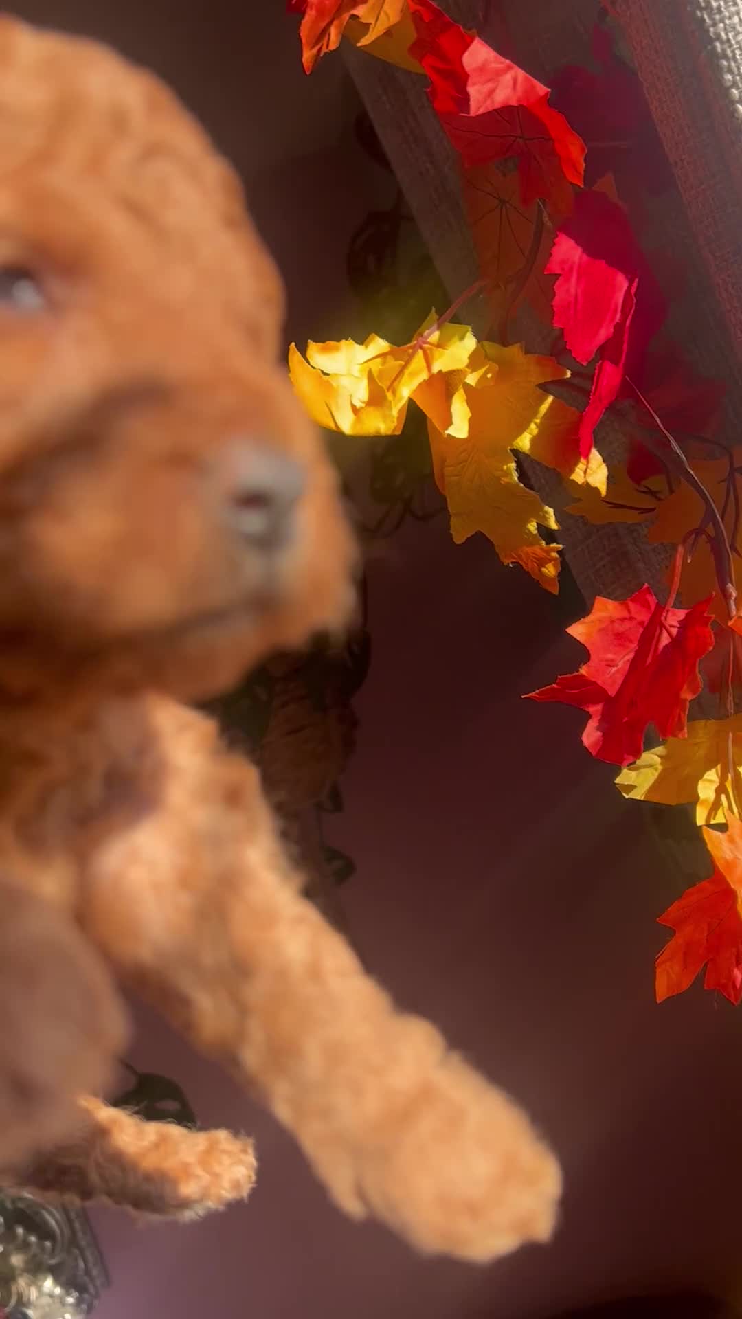 Cockapoo dogs for sale: 5 Stunning Cockapoo girls 💖 - Video 2