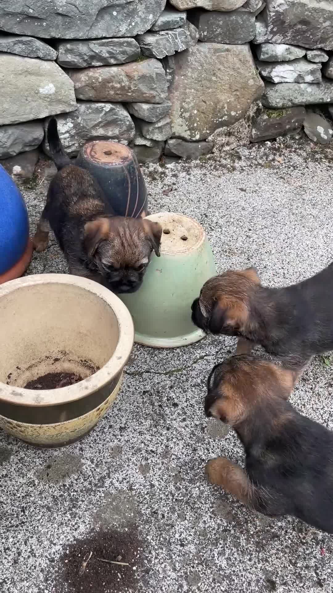 Border Terrier dogs for sale: Border Terrier Puppies in Selkirk - Video 1
