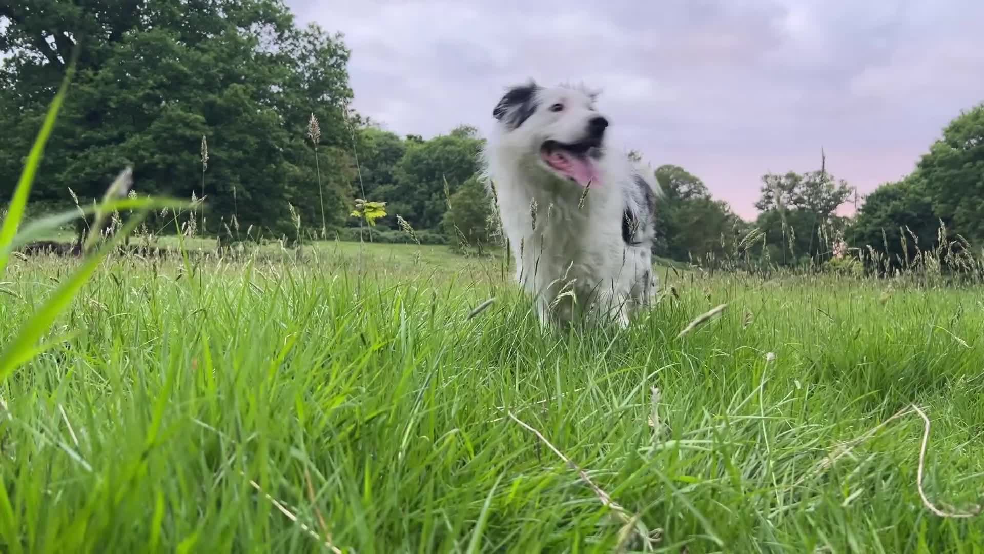 Mixed Breed dogs for sale: Hungarian vizsla x border collie in Warwick - Video 2