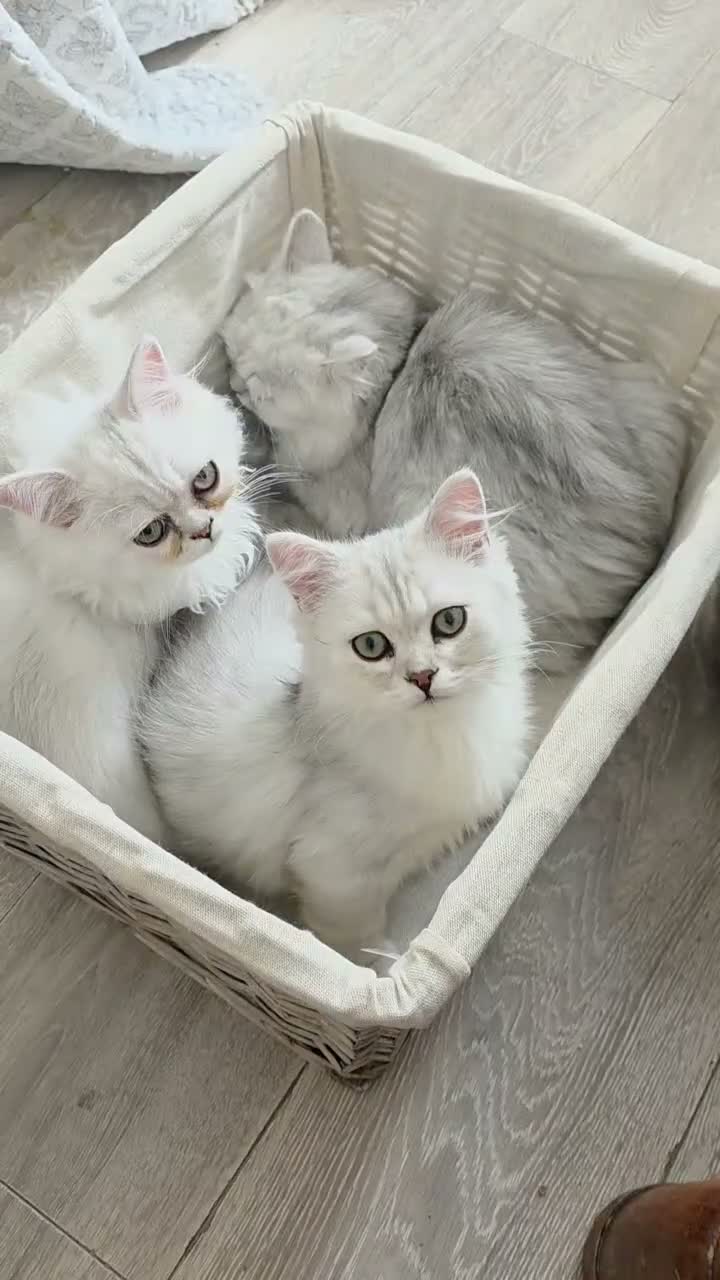 Persian cats for sale: Gorgeous Persian Chinchilla Kittens  - Video 3