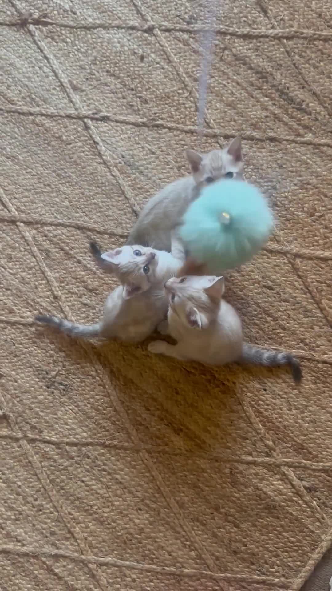 Bengal cats for sale: Snow lynx point bengal kittens  - Video 1