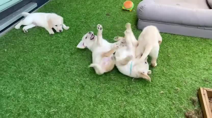 Labradoodle dogs for sale: Happy and healthy Labradoodle puppies! - Video 2
