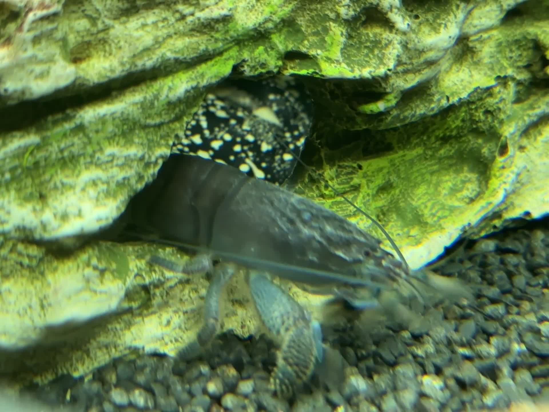 Angelfish fish for sale: 250L Tank with Community of Fish - Video 1