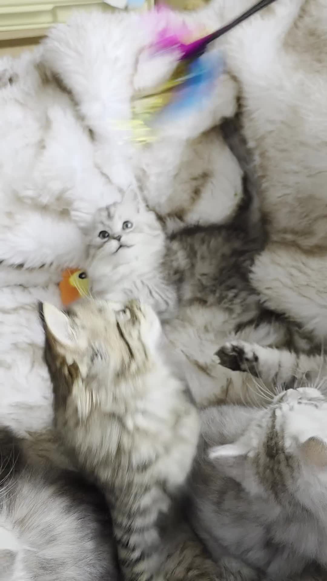 Persian cats for sale: Persian kittens 1 silver girl, and 2 boys left   - Video 3