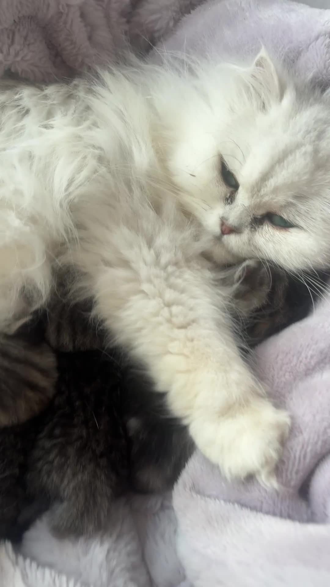 Persian cats for sale: Beautiful kittens mother is a Persian  in Birmingham - Video 4