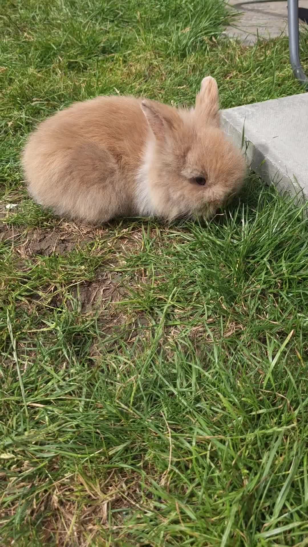 Lionhead rabbits for sale: Mini Lionhead Rabbit – Friendly 8-Week-Old Male - Video 1