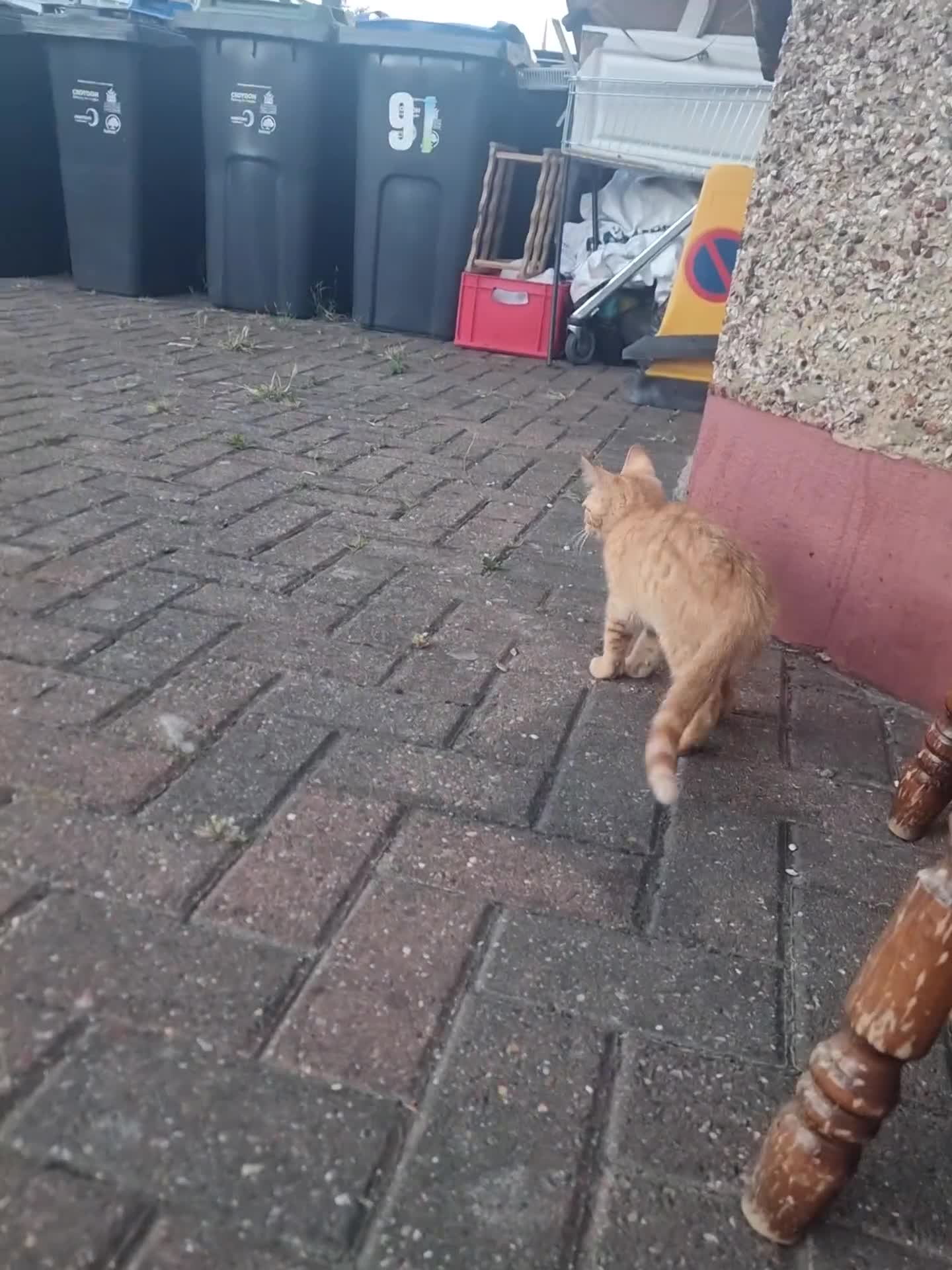 Domestic Shorthair cats for sale: Lovely Shorthair Kitties 😻 Ready for a collection - Video 1