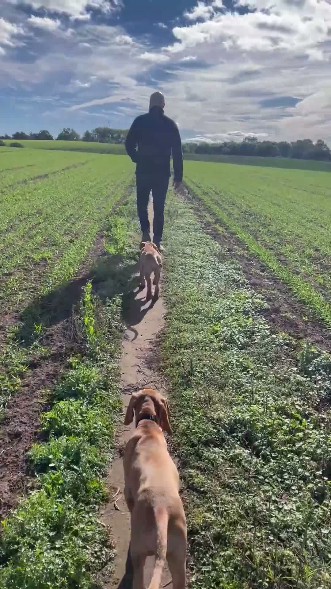 Hungarian Vizsla dogs for sale: Hungarian Vizsla Puppy 14 weeks old  - Video 1