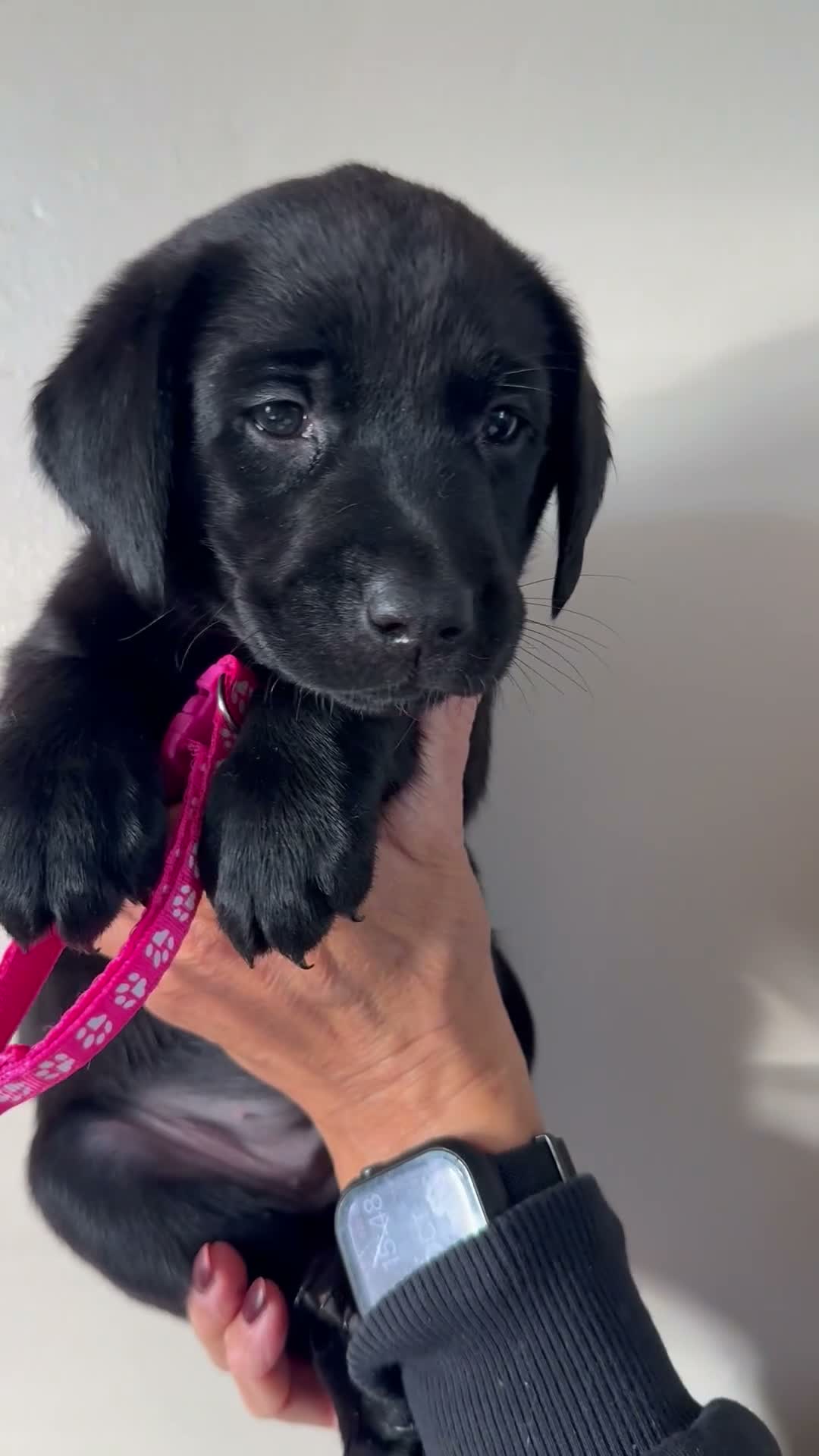Labrador Retriever dogs for sale: Black Labrador Puppies  in Stoke-on-Trent - Video 1