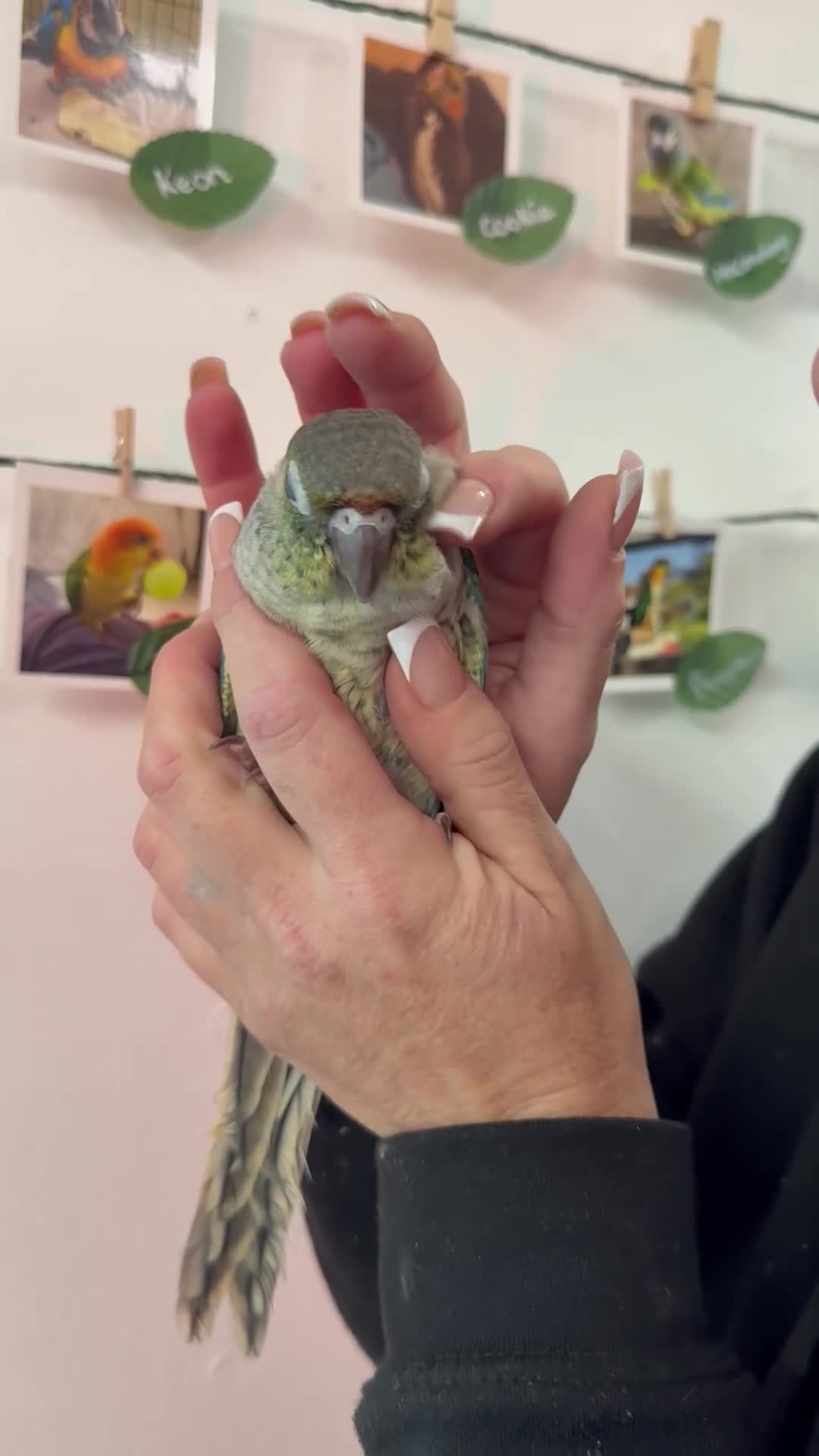 Conures birds for sale: Hand reared baby turquoise male conures,hand tame  - Video 1