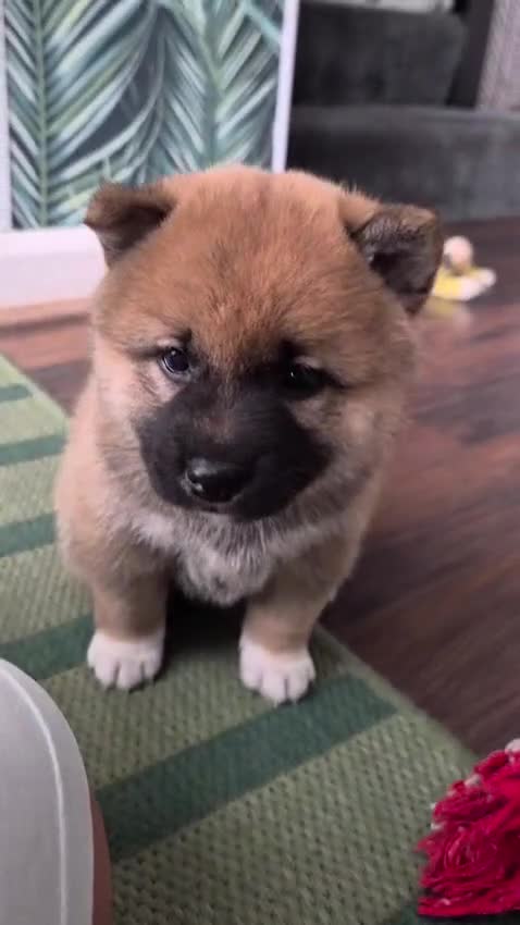 Japanese Shiba Inu dogs for sale: Last Lovely Shiba Inu Puppy, Ready for home now! - Video 1