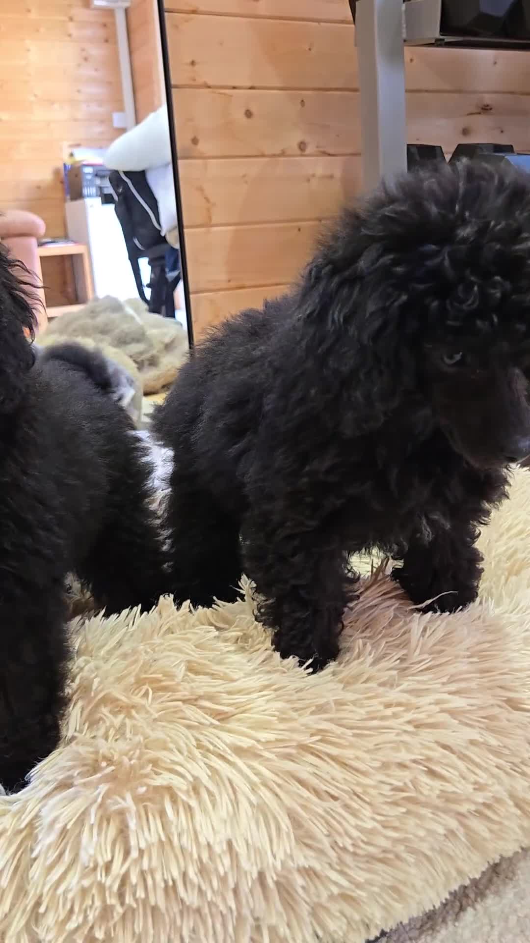 Toy Poodle dogs for sale: Stunning tiny Black girl Toy Poodle - Video 1