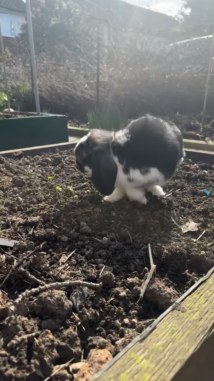 French Lop rabbits for sale: Giant French Lops 1 female available now🐰 - Video 2