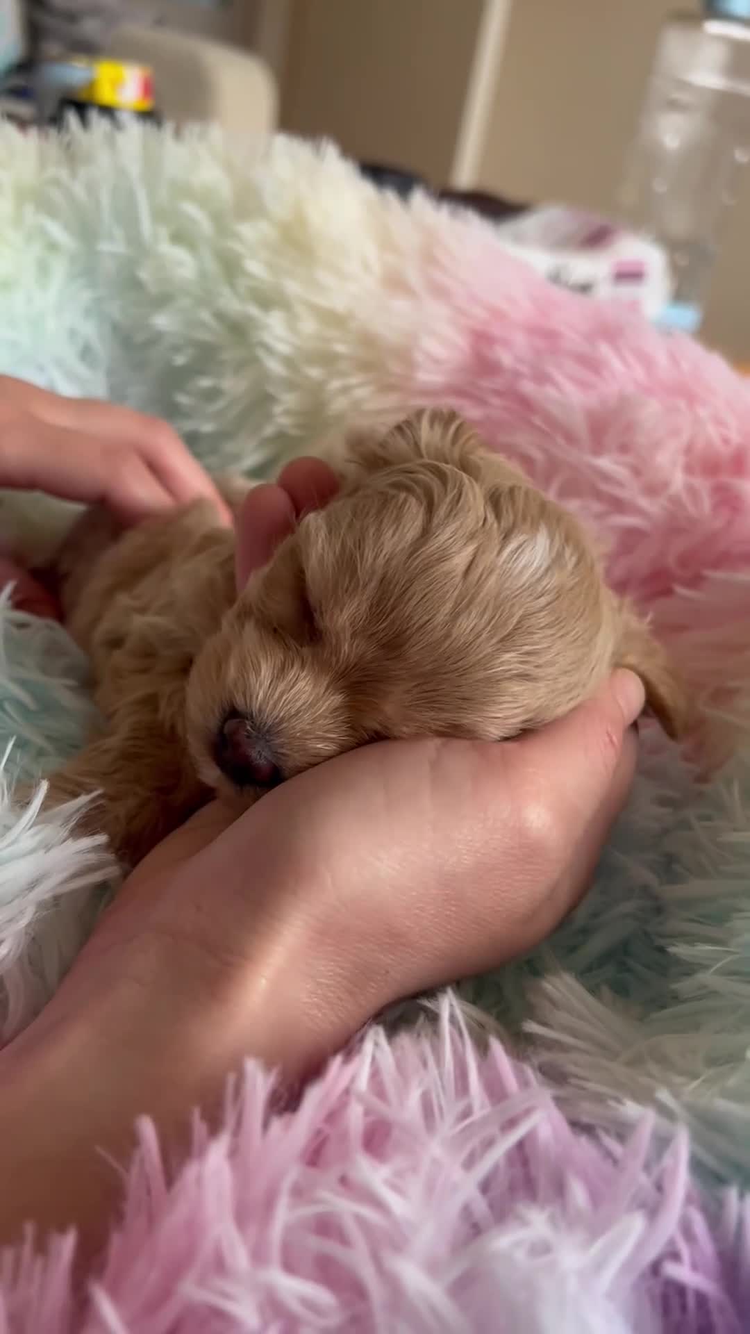 Maltipoo dogs for sale: 1 BOY LEFT (Stormi) RARE F1B Maltipoo Puppies - Video 5